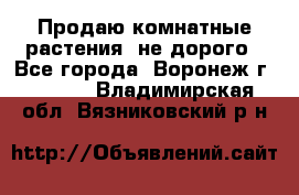 Продаю комнатные растения  не дорого - Все города, Воронеж г.  »    . Владимирская обл.,Вязниковский р-н